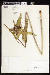 Asclepias incarnata var. incarnata image