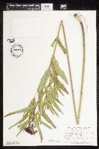 Asclepias incarnata var. incarnata image