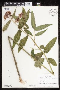 Asclepias incarnata var. incarnata image
