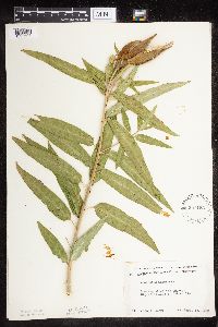 Asclepias incarnata var. incarnata image