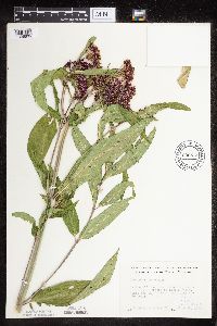 Asclepias incarnata var. incarnata image