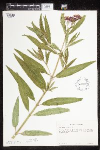 Asclepias incarnata var. incarnata image