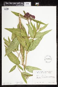 Asclepias incarnata var. incarnata image