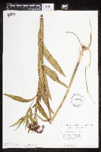 Asclepias incarnata var. incarnata image