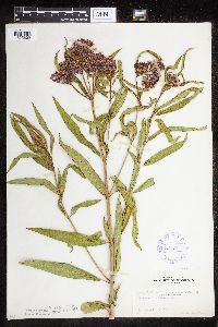 Asclepias incarnata var. incarnata image