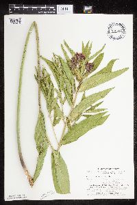 Asclepias incarnata var. incarnata image