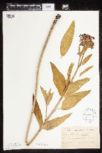 Asclepias incarnata var. incarnata image