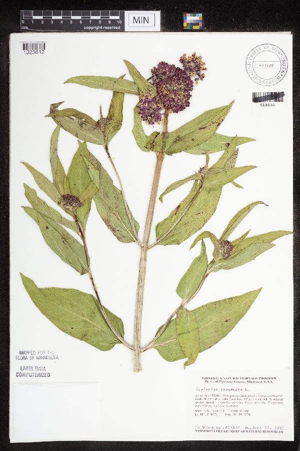 Asclepias incarnata var. incarnata image