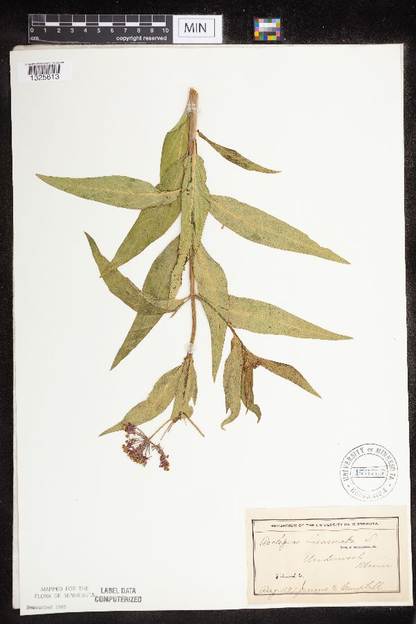 Asclepias incarnata var. incarnata image