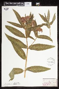 Thumbnail image of current specimen