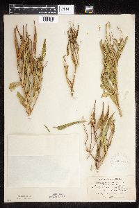 thumbnail image of current specimen