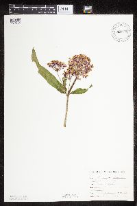 Thumbnail image of current specimen