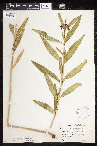 Asclepias incarnata var. incarnata image