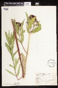 Asclepias incarnata var. incarnata image