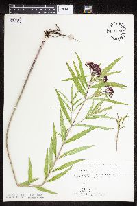 Asclepias incarnata var. incarnata image