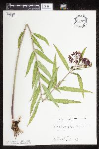 Asclepias incarnata var. incarnata image
