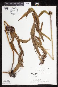 Asclepias incarnata var. incarnata image