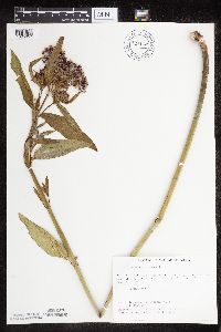 Asclepias incarnata var. incarnata image