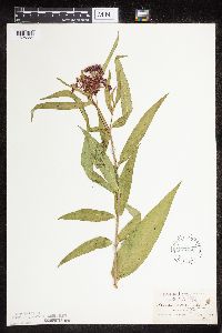Asclepias incarnata var. incarnata image