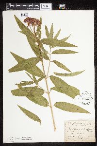 Asclepias incarnata var. incarnata image