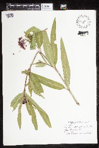 Asclepias incarnata var. incarnata image