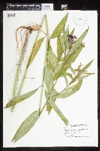 Asclepias incarnata var. incarnata image