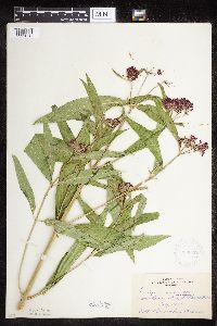 Asclepias incarnata var. incarnata image
