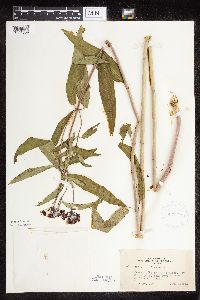 Asclepias incarnata var. incarnata image