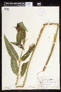 Asclepias incarnata var. incarnata image