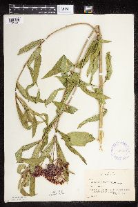 Asclepias incarnata var. incarnata image