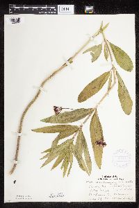 Asclepias incarnata var. incarnata image