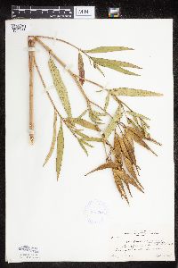 Asclepias incarnata var. incarnata image