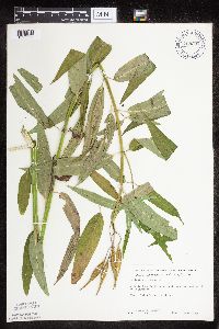 Asclepias incarnata var. incarnata image