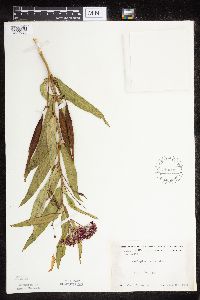 Asclepias incarnata var. incarnata image