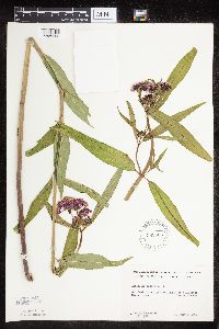 Asclepias incarnata var. incarnata image