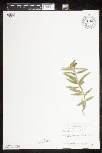 Asclepias lanuginosa image