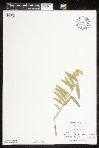 Asclepias lanuginosa image