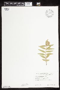 Asclepias lanuginosa image