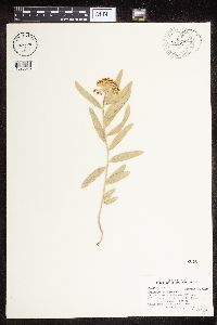 Asclepias lanuginosa image