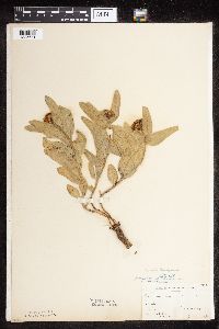 Asclepias lanuginosa image