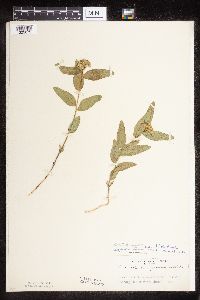 Asclepias lanuginosa image