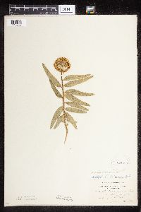 Asclepias lanuginosa image
