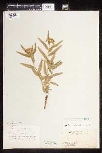 Asclepias lanuginosa image