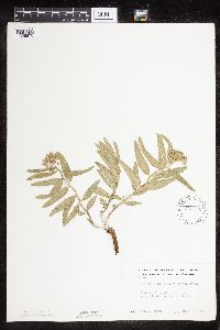 Asclepias lanuginosa image