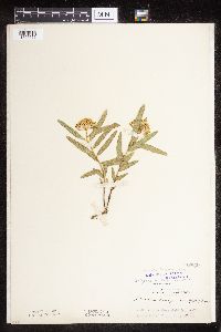 Asclepias lanuginosa image