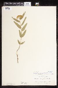 Asclepias lanuginosa image