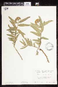 Asclepias lanuginosa image