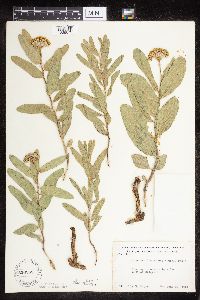 Asclepias lanuginosa image