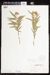 Asclepias lanuginosa image