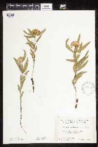 Asclepias lanuginosa image